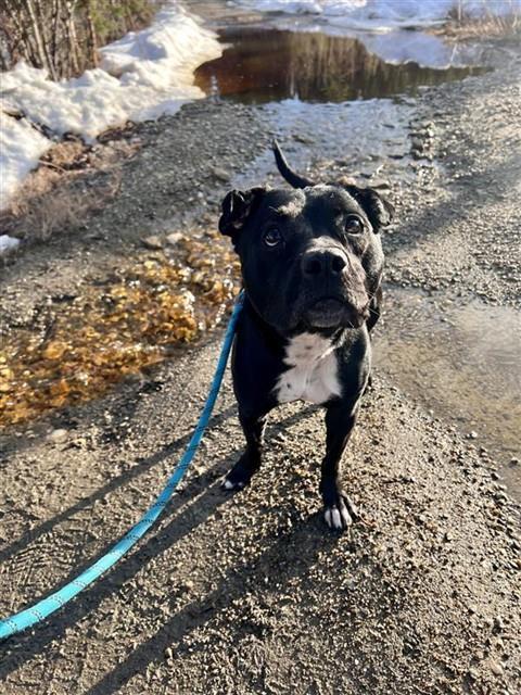 Enlarge CECE, a Adoptable mixed breed in Fairbanks, AK image 1/1