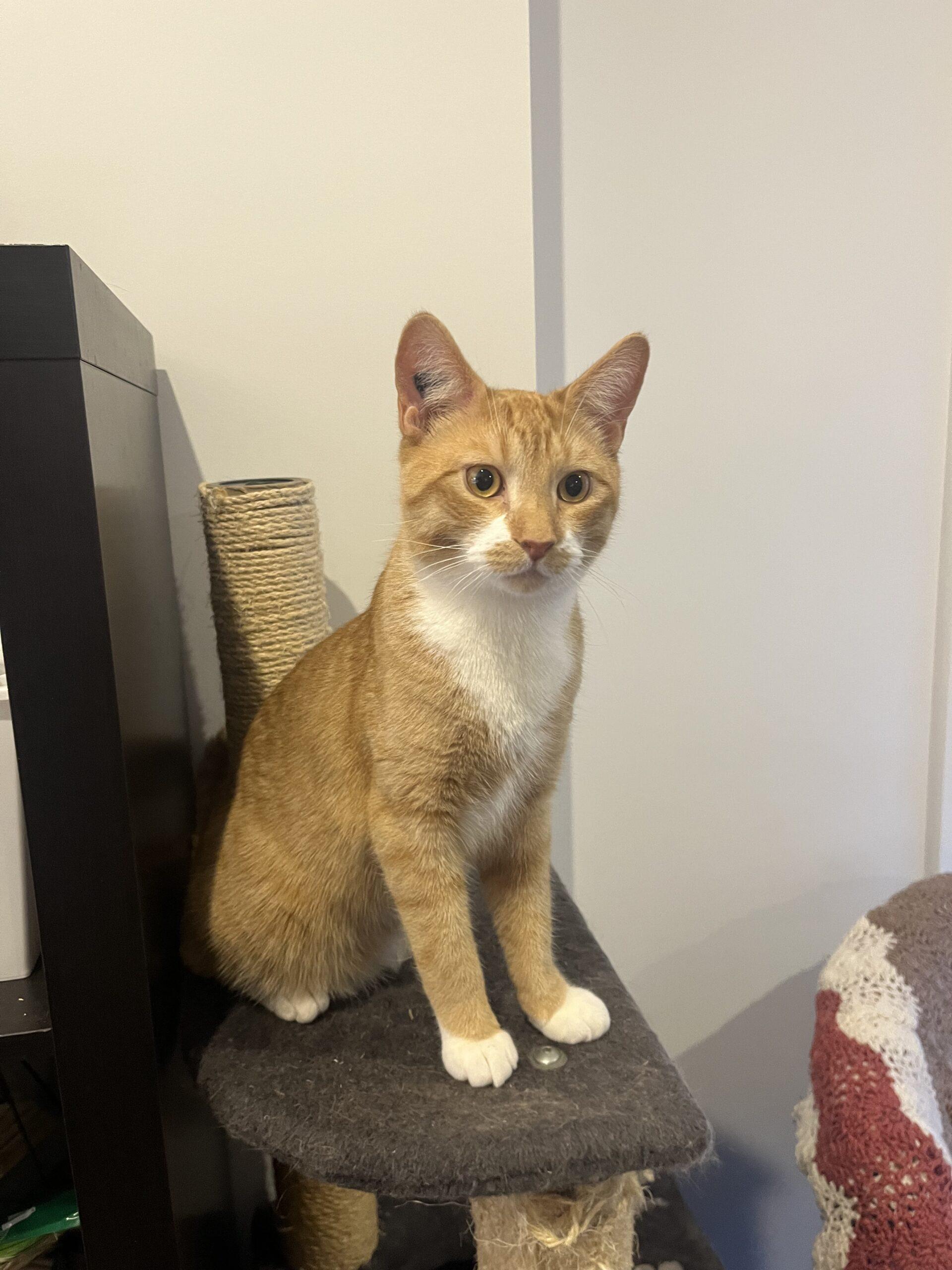 Noel, ADOPTABLE, Young Male Domestic Short Hair.