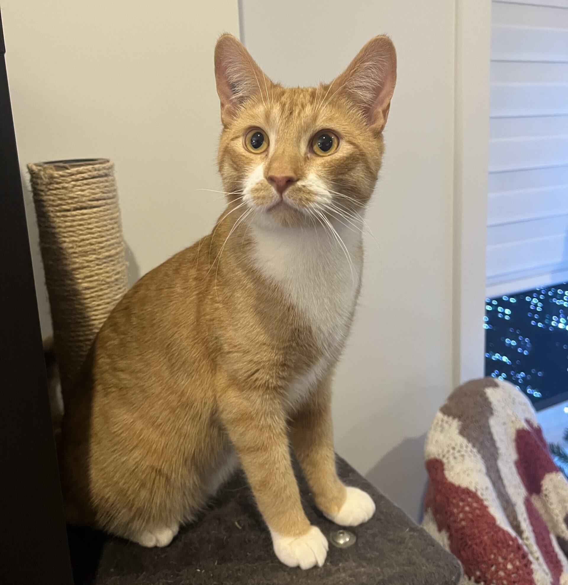 Enlarge Noel, a ADOPTABLE Domestic Short Hair in Calgary, AB image 2/4