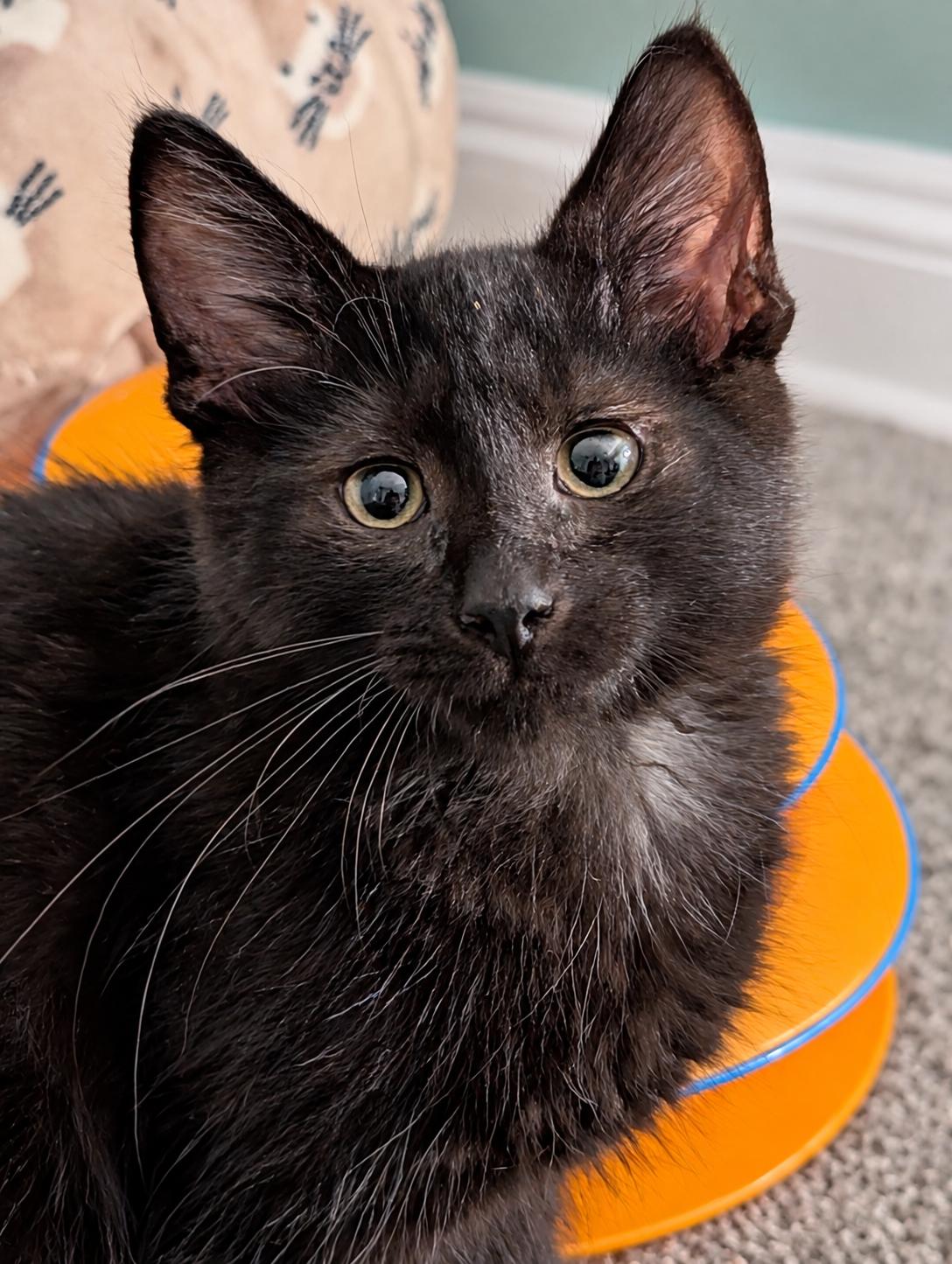 Patters MD, Adoptable, Kitten Male Bombay.