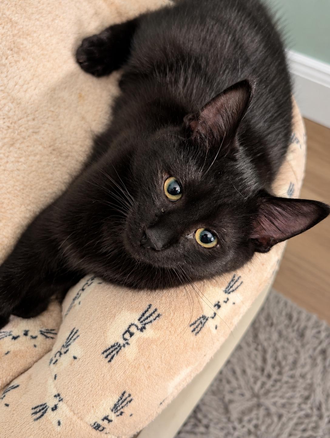 Enlarge Patters MD, a Adoptable Bombay in West Bloomfield, MI image 3/4