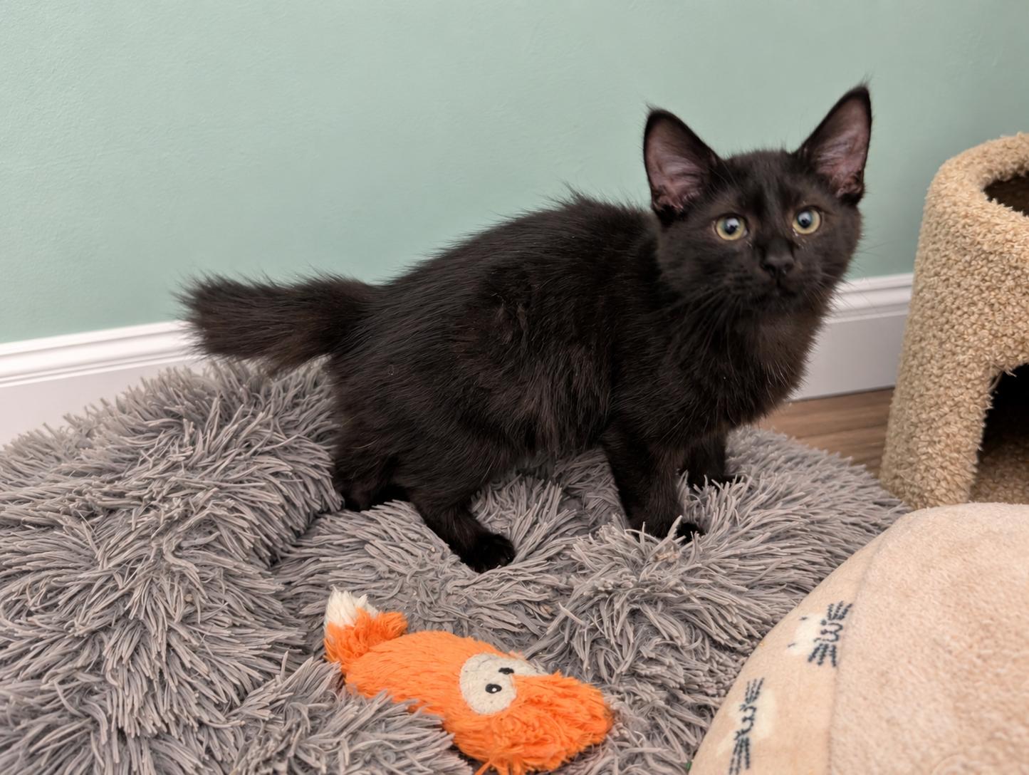 Enlarge Patters MD, a Adoptable Bombay in West Bloomfield, MI image 4/4