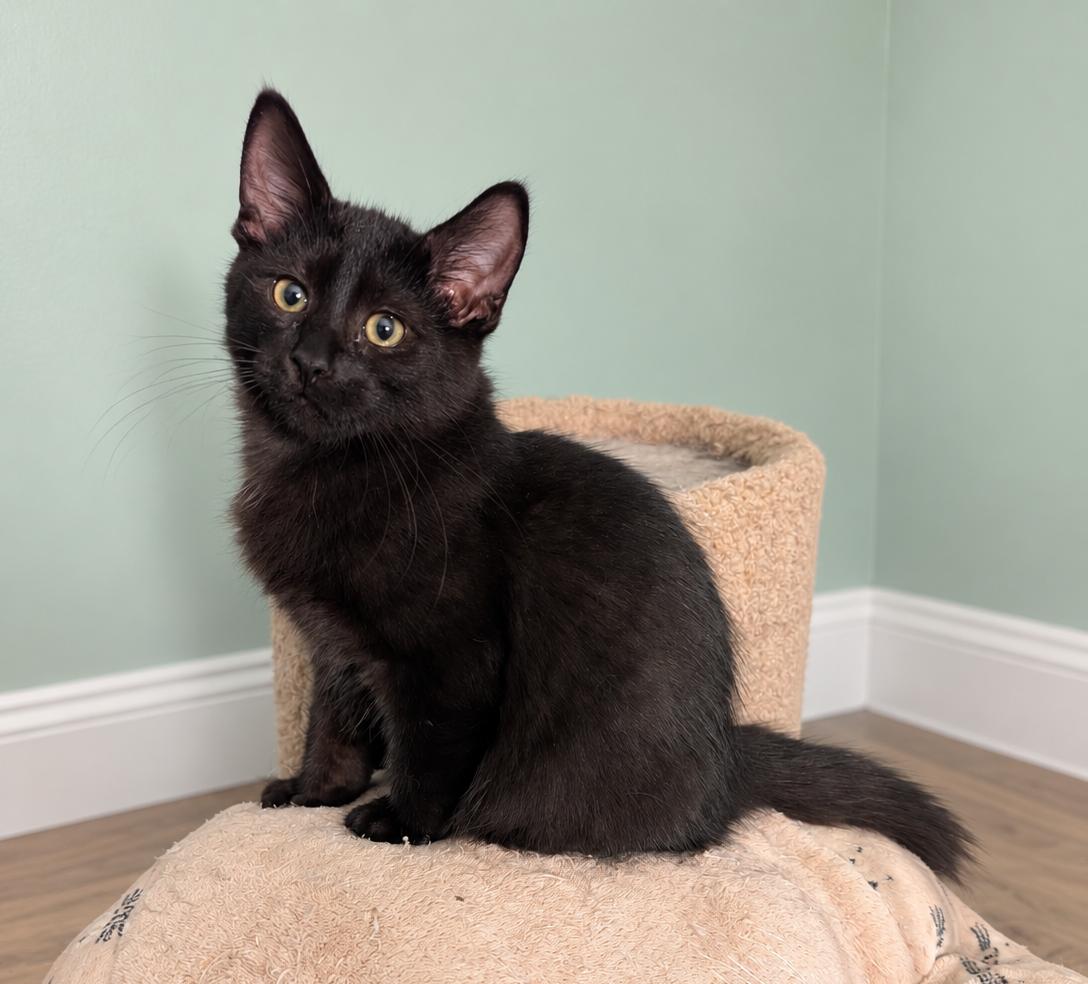 Enlarge Patters MD, a Adoptable Bombay in West Bloomfield, MI image 2/4