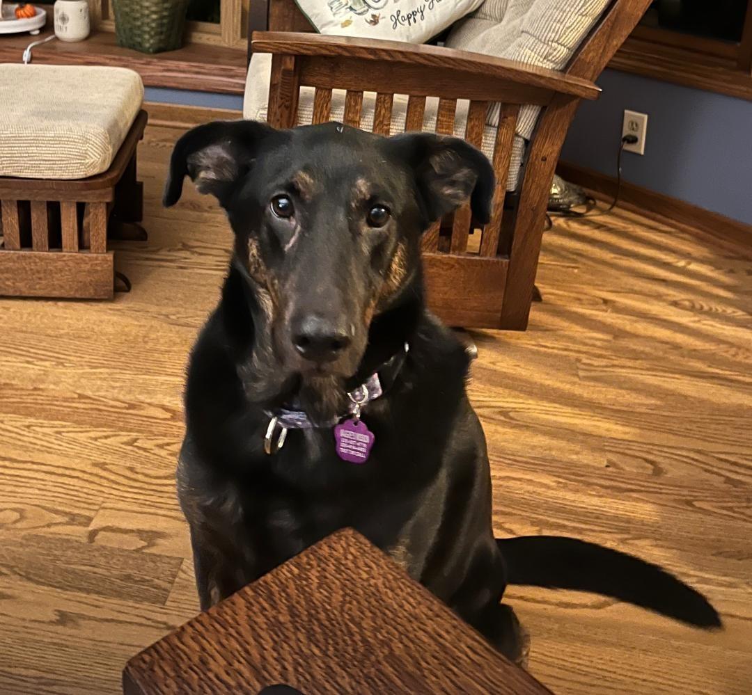 Precious, ADOPTABLE, Adult Female German Shepherd Dog & Shepherd.