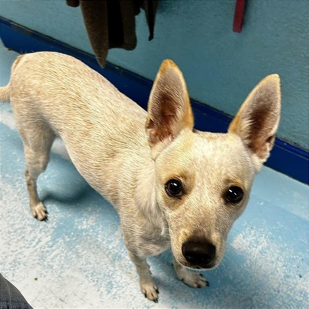 Enlarge Luna, a Adoptable Mixed Breed in Poplar Bluff, MO image 1/2