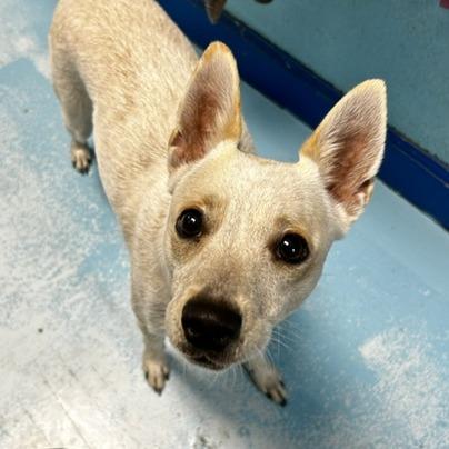 Enlarge Luna, a Adoptable Mixed Breed in Poplar Bluff, MO image 2/2