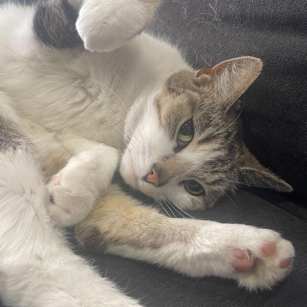 Enlarge Chai, a Adoptable Domestic Short Hair in Brooklyn, NY image 1/6