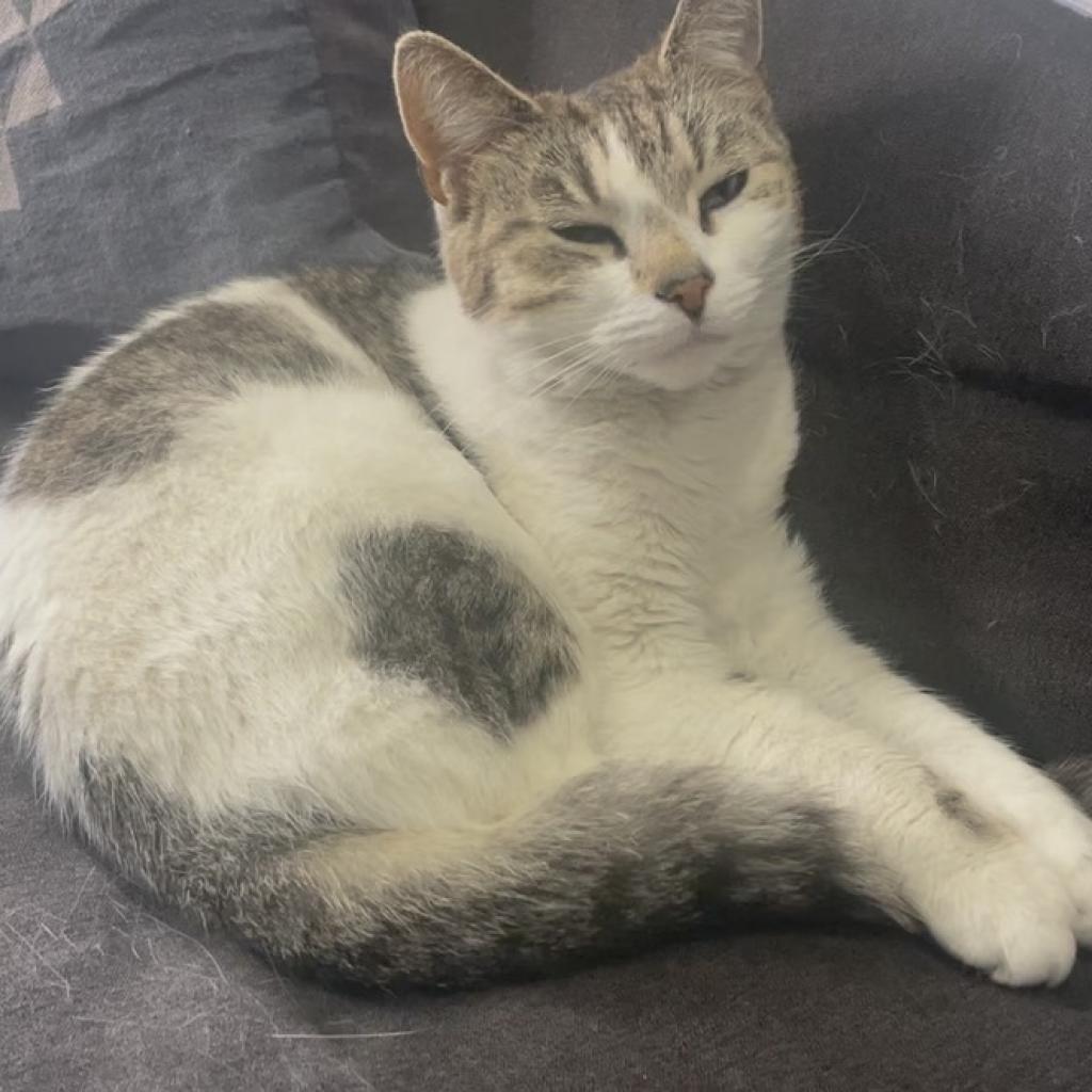 Enlarge Chai, a Adoptable Domestic Short Hair in Brooklyn, NY image 2/6