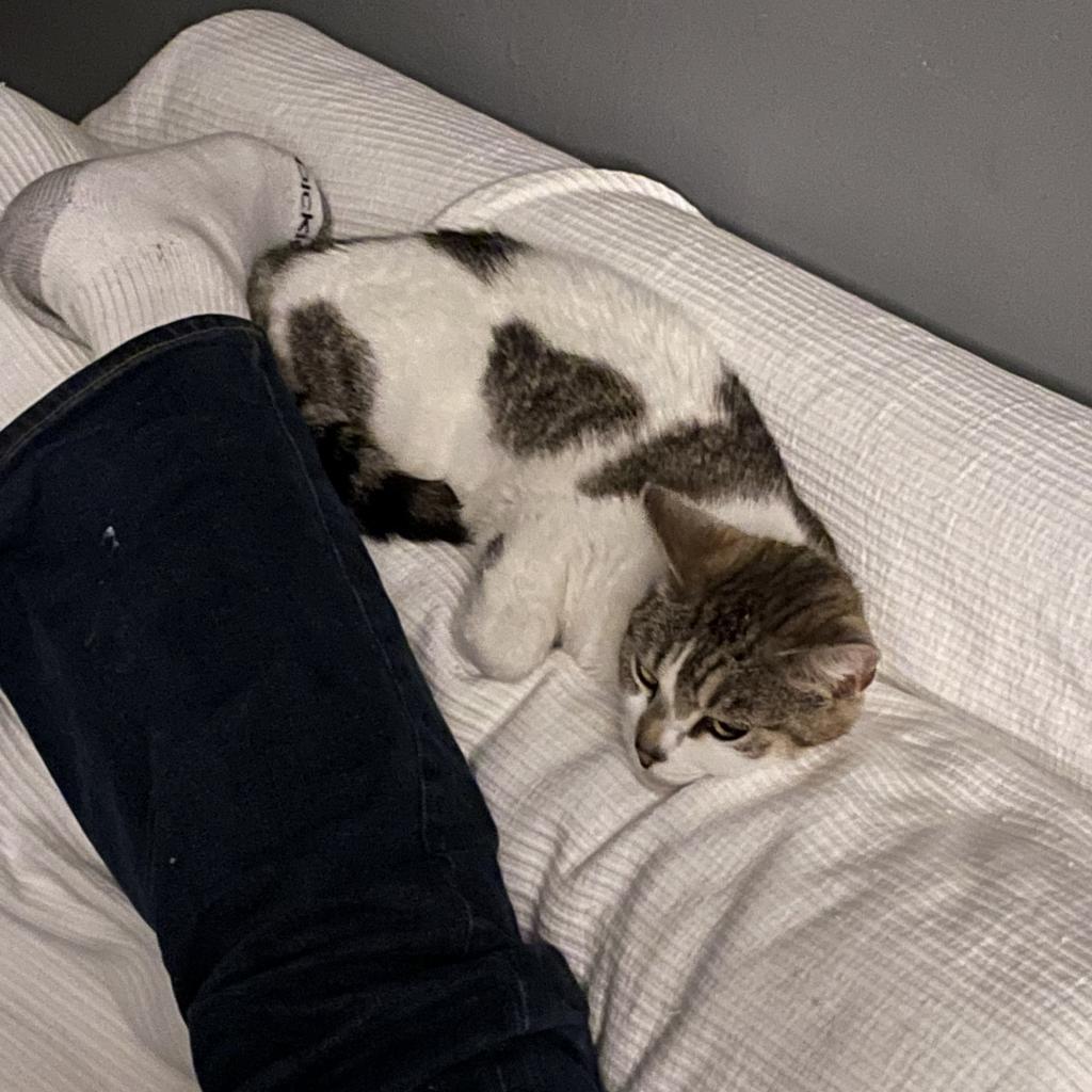 Enlarge Chai, a Adoptable Domestic Short Hair in Brooklyn, NY image 3/6