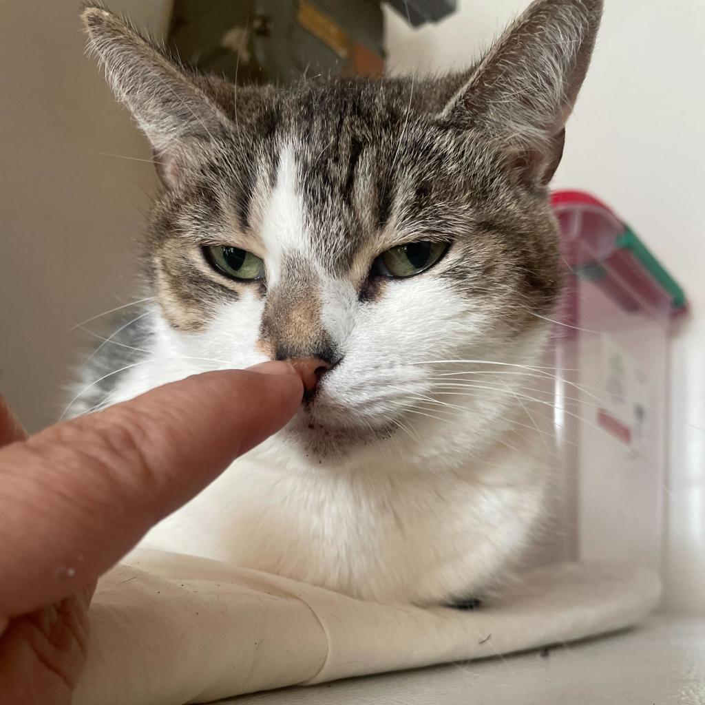 Enlarge Chai, a Adoptable Domestic Short Hair in Brooklyn, NY image 4/6