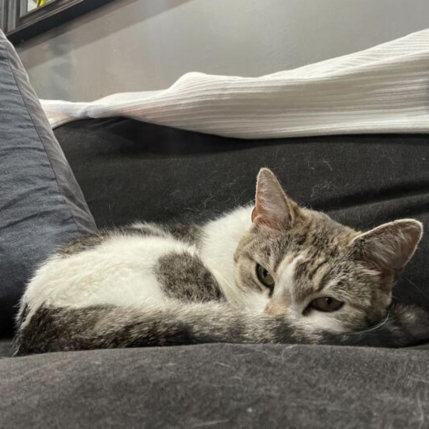 Enlarge Chai, a Adoptable Domestic Short Hair in Brooklyn, NY image 5/6