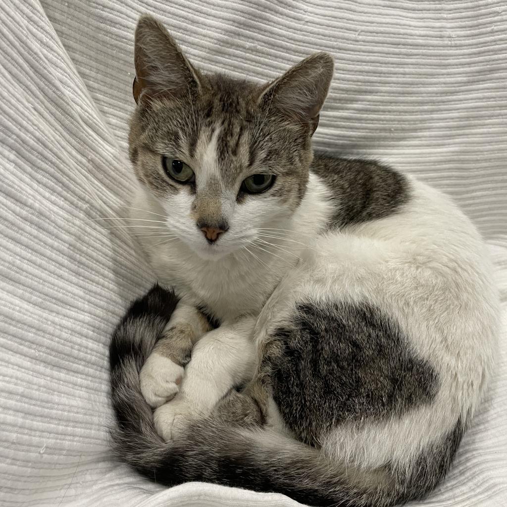 Enlarge Chai, a Adoptable Domestic Short Hair in Brooklyn, NY image 6/6