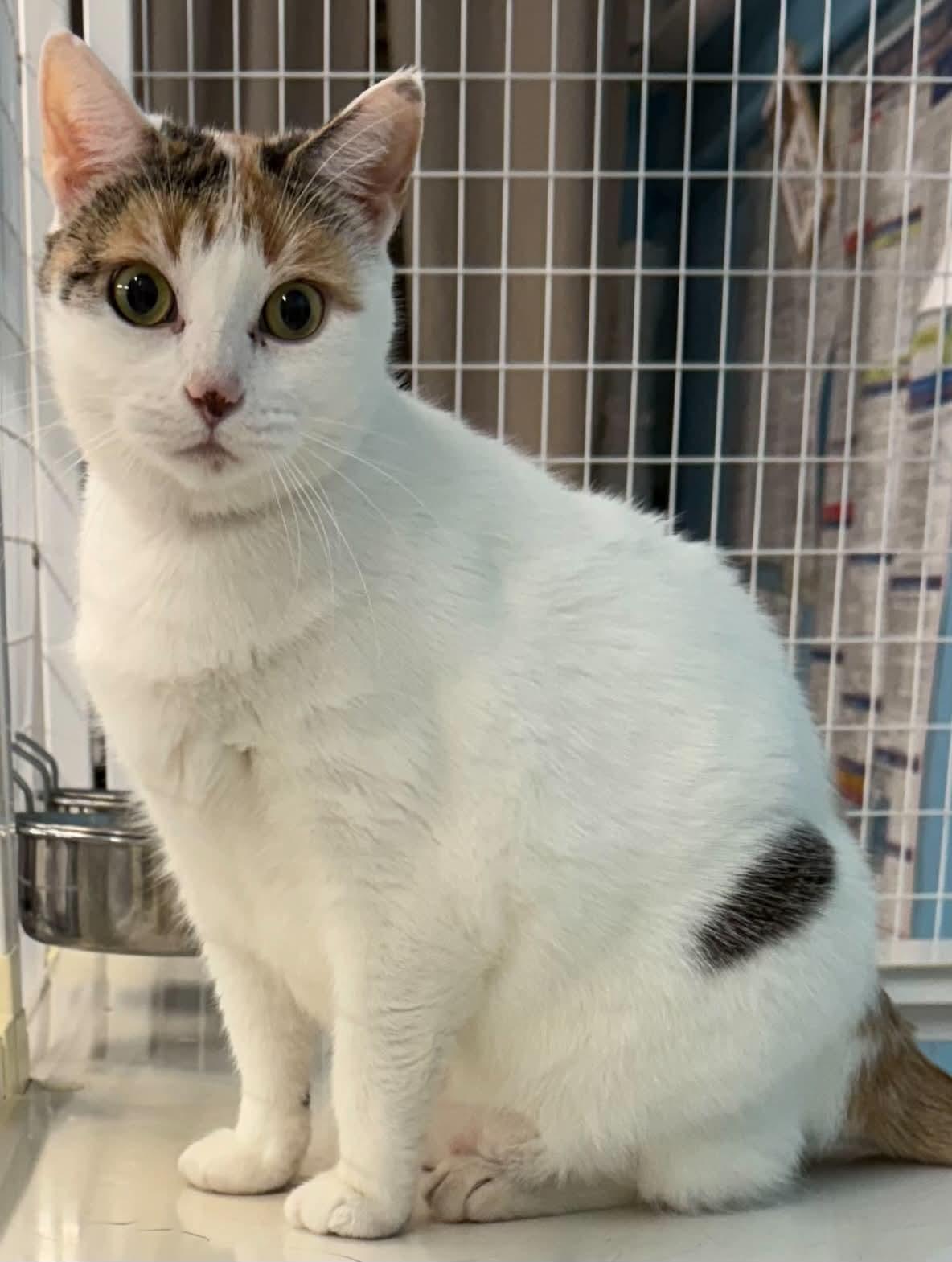 Beans, ADOPTABLE, Adult Female Domestic Short Hair.