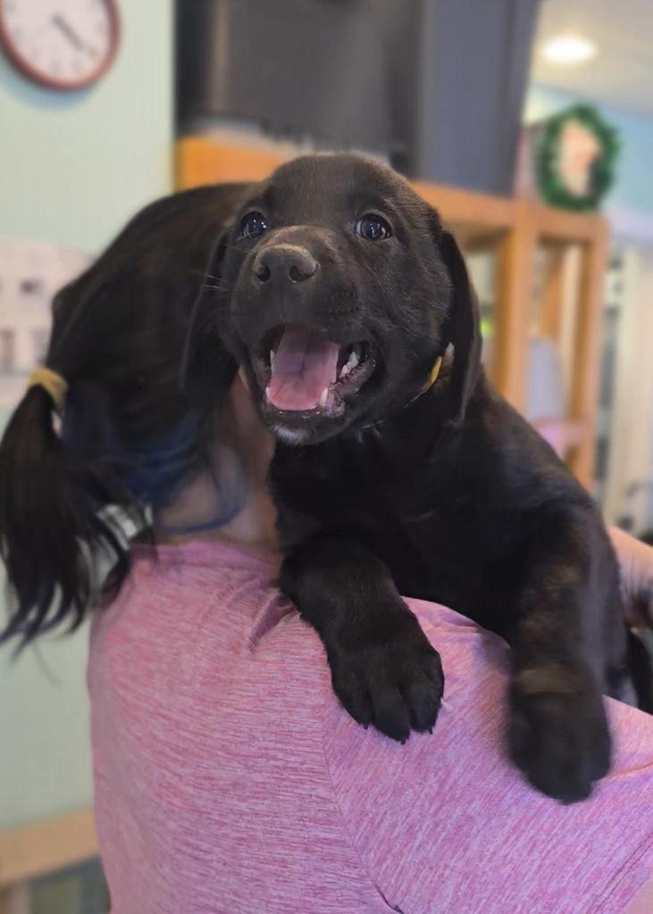 Enlarge Jocelyn, a Adoptable Labrador Retriever in Athens, OH image 1/1