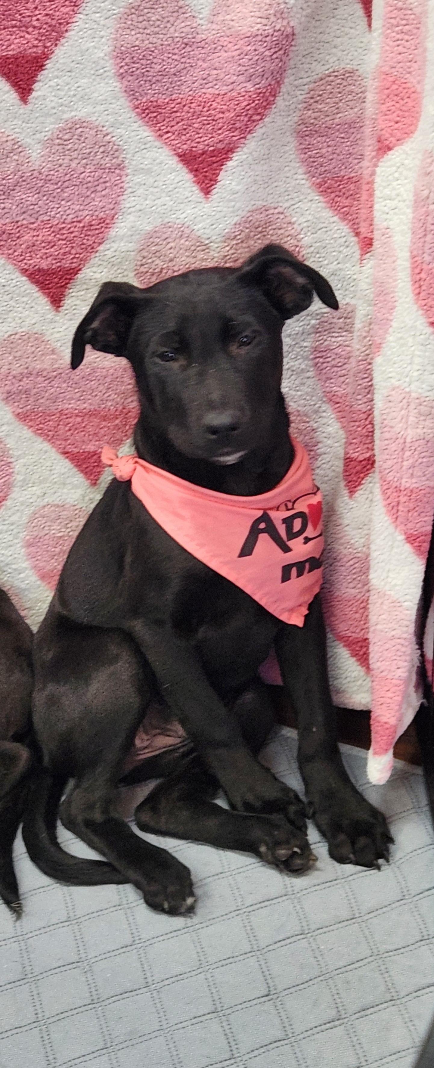 Enlarge SOPHIA, a Adopted mixed breed in Hackettstown, NJ image 1/1