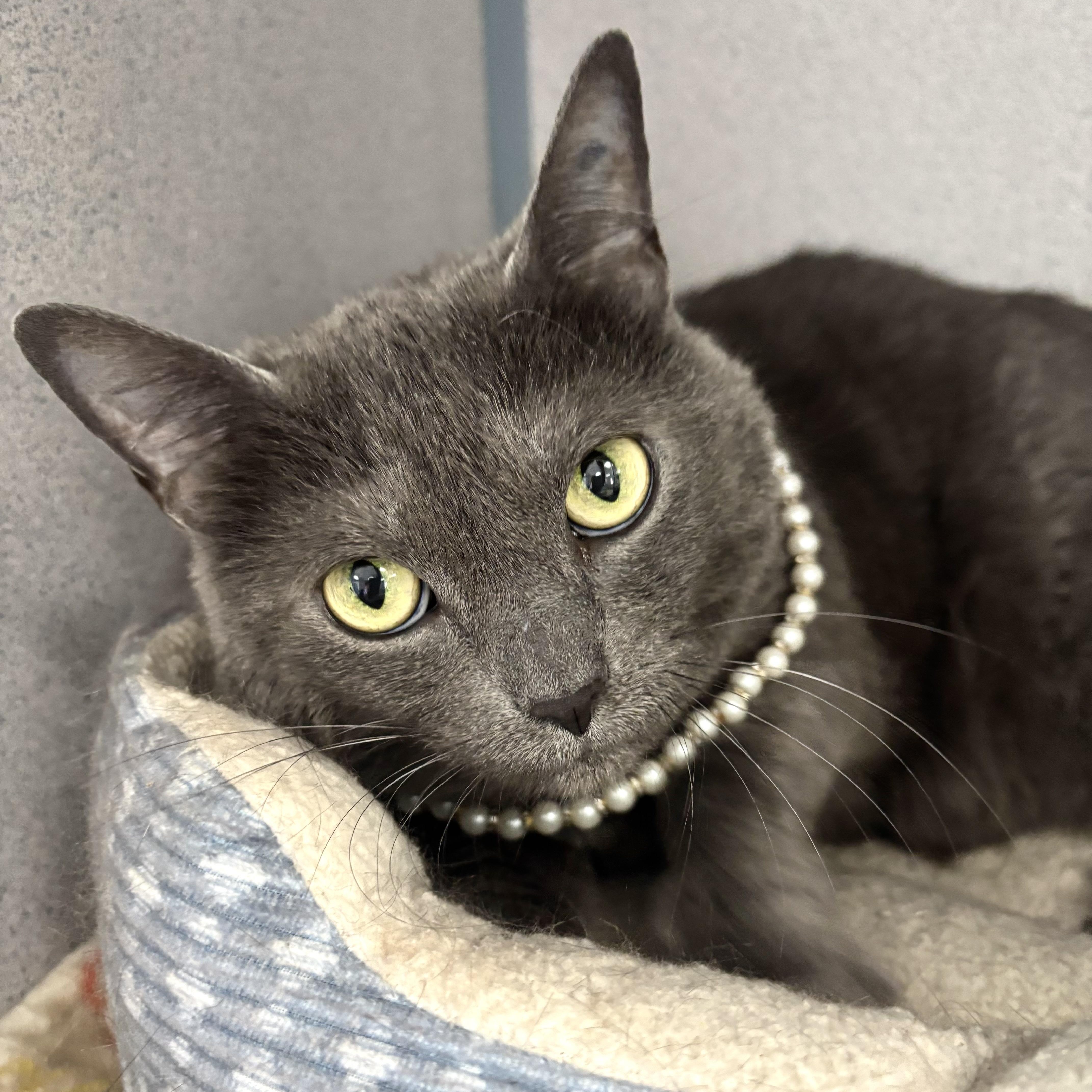 Enlarge Squeaks, a ADOPTABLE mixed breed in Bardstown, KY image 1/5