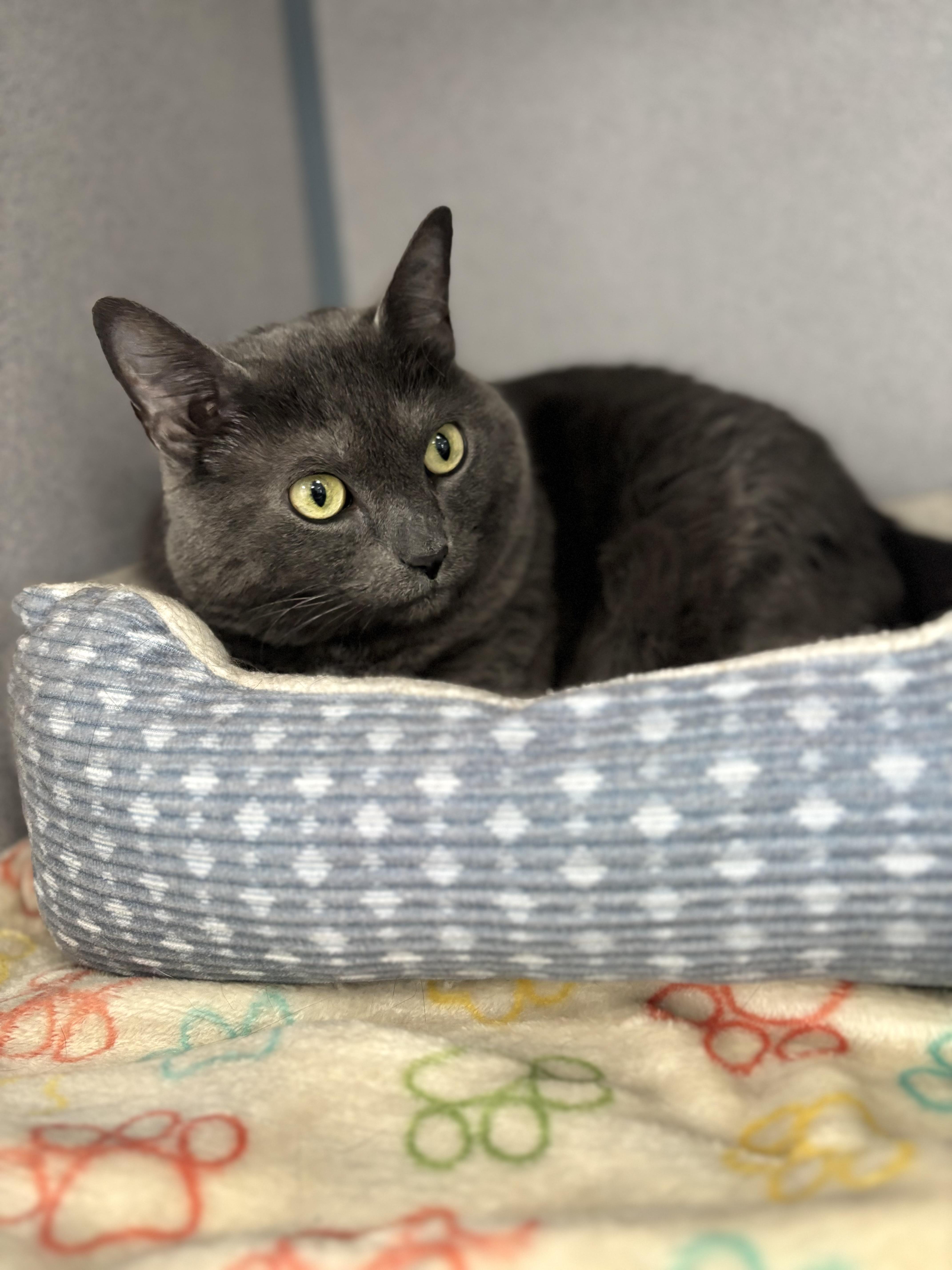 Enlarge Squeaks, a ADOPTABLE mixed breed in Bardstown, KY image 2/5