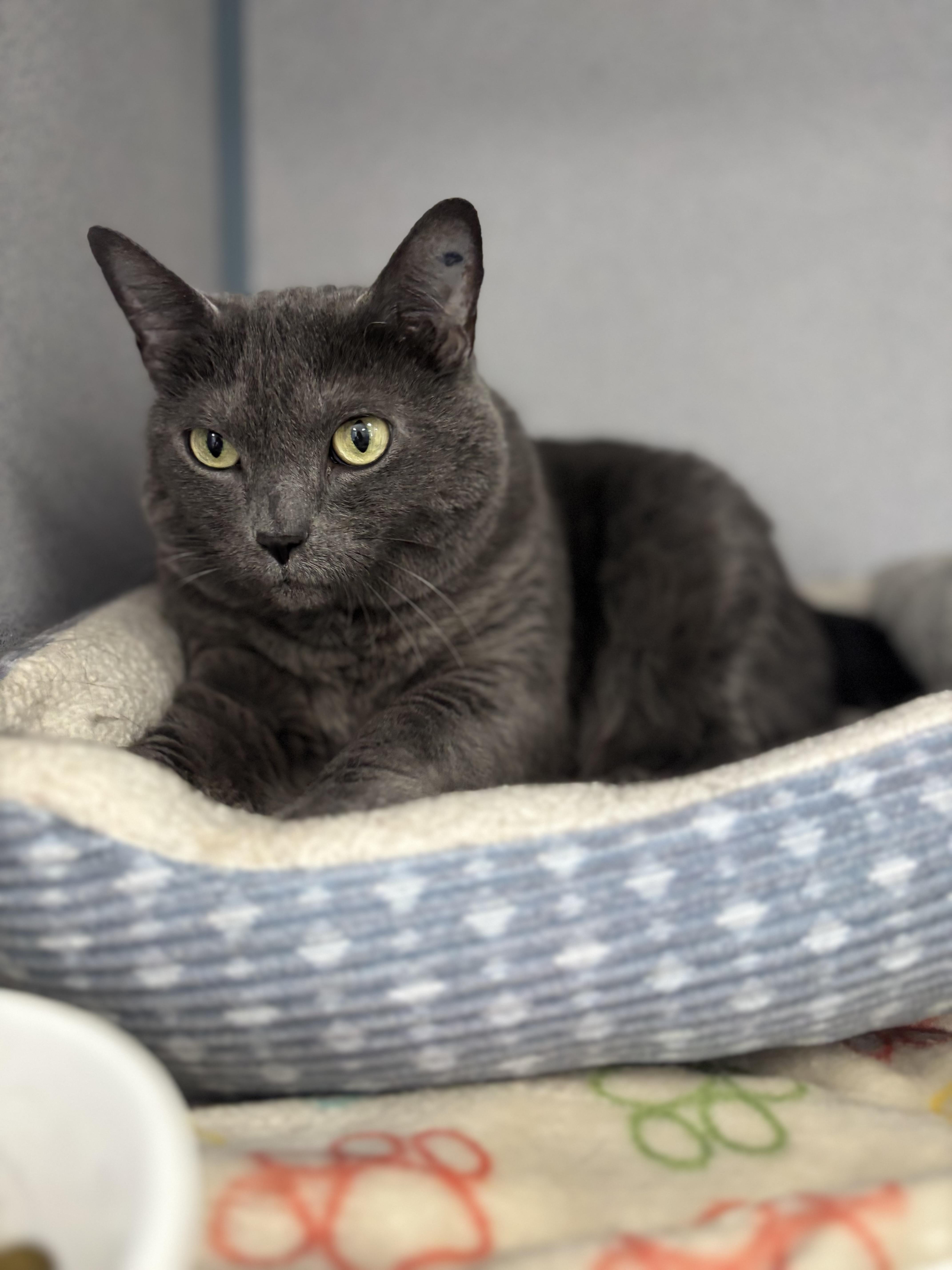 Enlarge Squeaks, a ADOPTABLE mixed breed in Bardstown, KY image 4/5