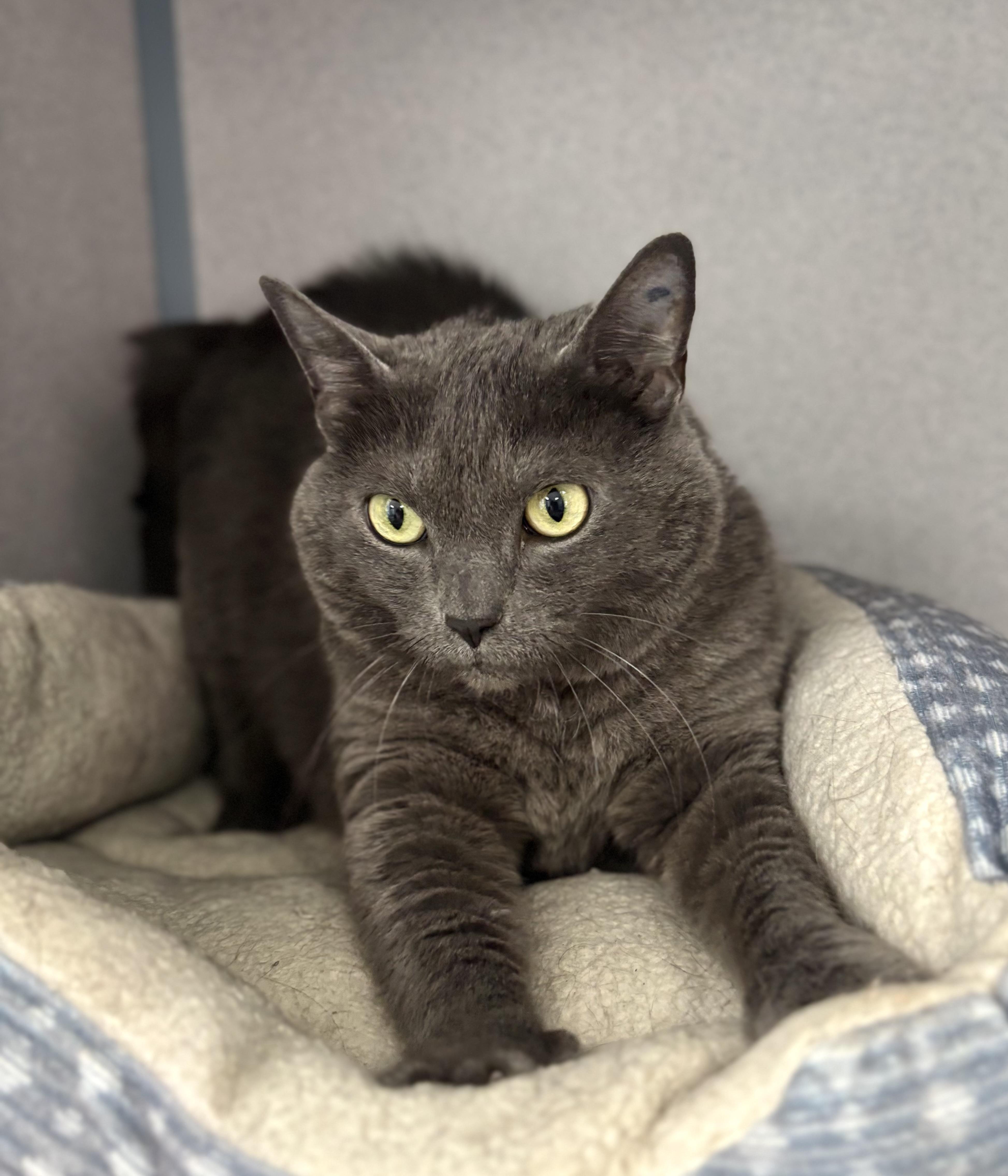 Enlarge Squeaks, a ADOPTABLE mixed breed in Bardstown, KY image 5/5