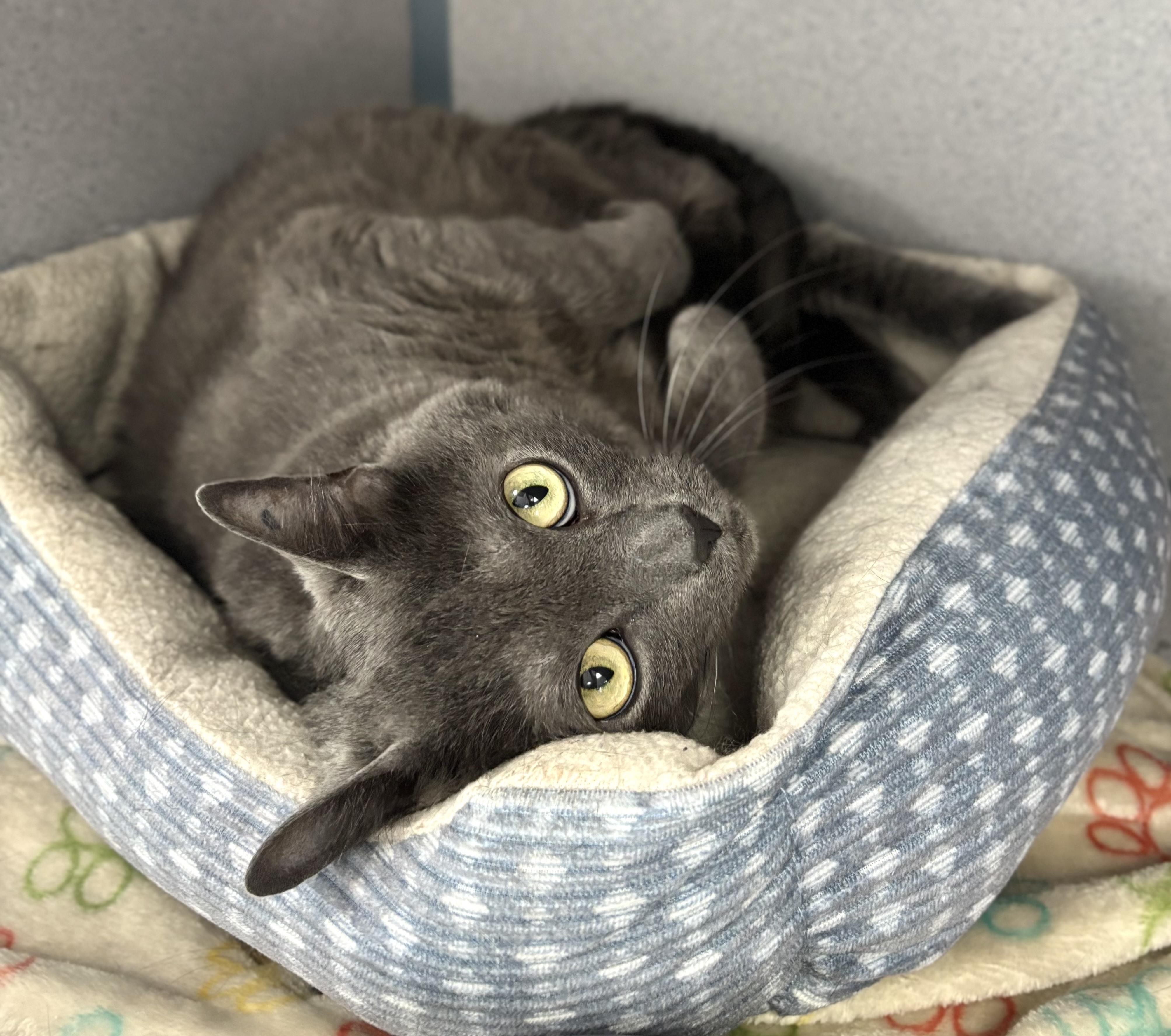 Enlarge Squeaks, a ADOPTABLE mixed breed in Bardstown, KY image 3/5