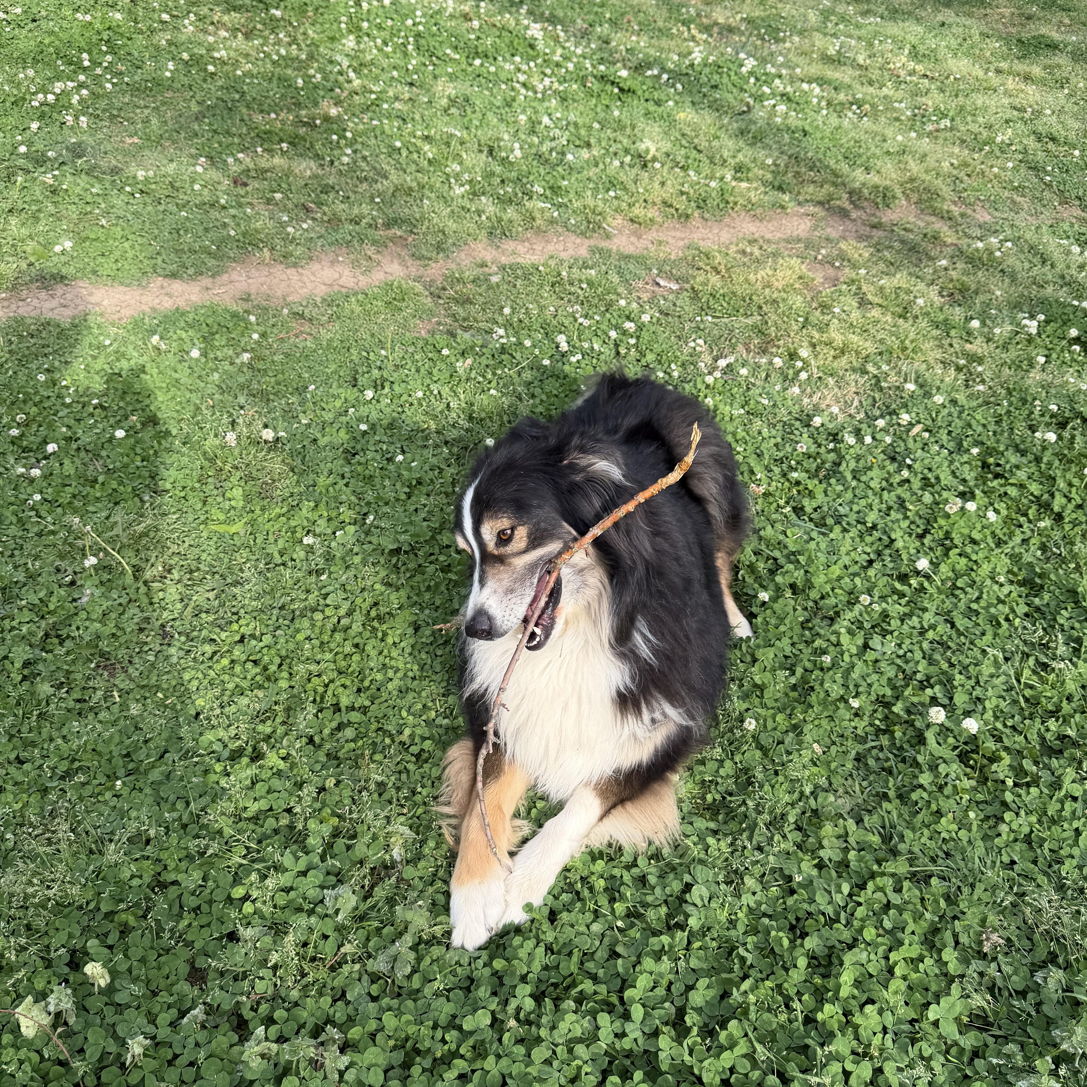 Enlarge Leo, a ADOPTABLE Australian Shepherd in Brentwood, TN image 3/3