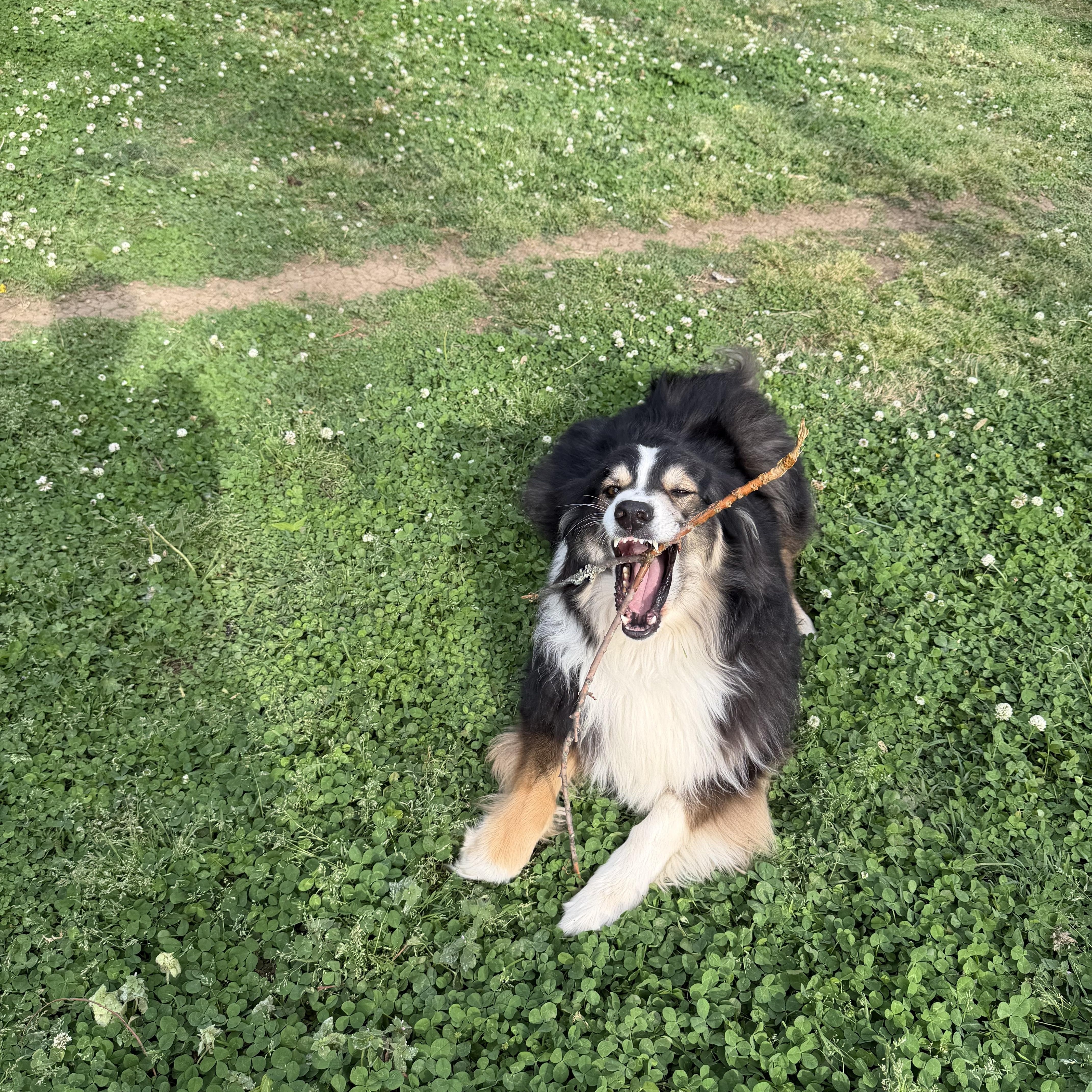 Enlarge Leo, a ADOPTABLE Australian Shepherd in Brentwood, TN image 1/3