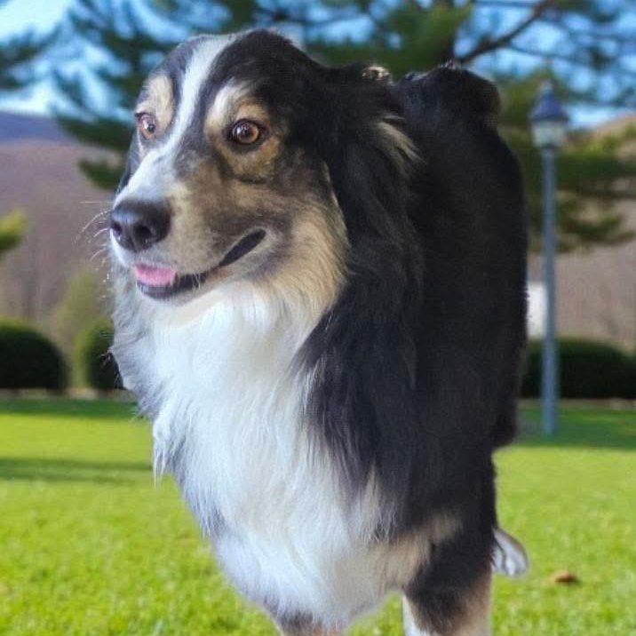 Leo, ADOPTABLE, Adult Male Australian Shepherd.