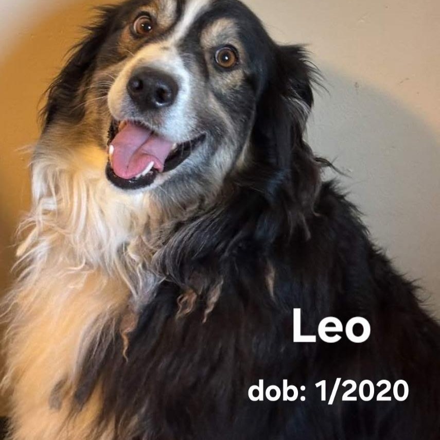 Enlarge Leo, a ADOPTABLE Australian Shepherd in Brentwood, TN image 1/1