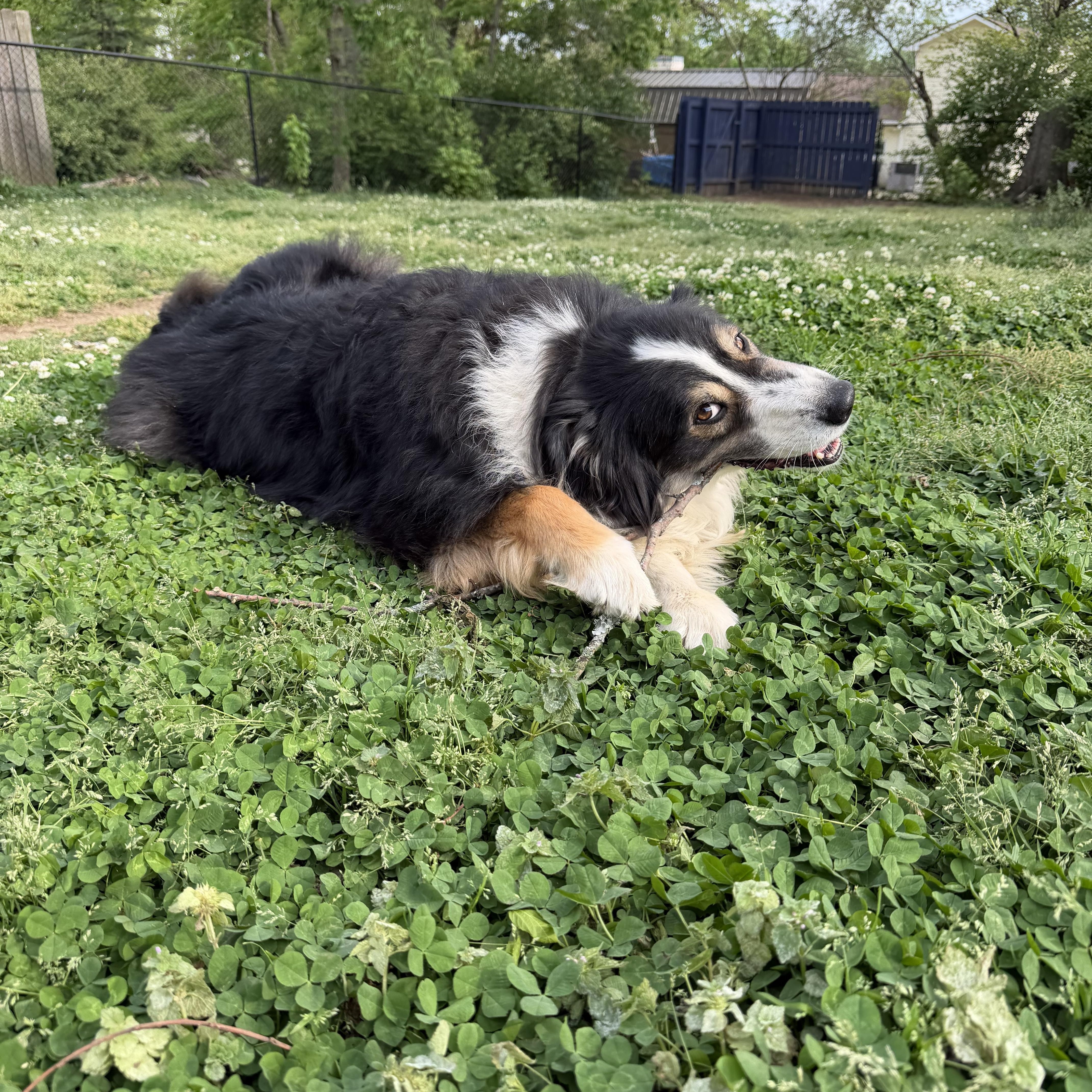 Enlarge Leo, a ADOPTABLE Australian Shepherd in Brentwood, TN image 2/3