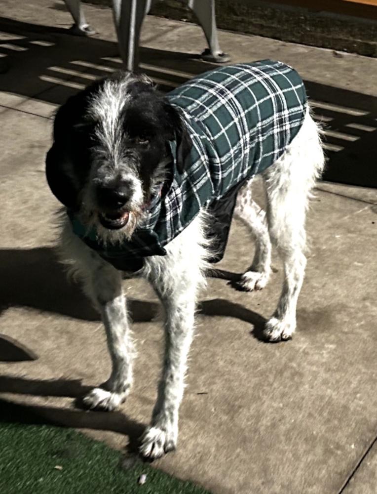 Suki, Adoptable, Adult Female German Wirehaired Pointer & Terrier.
