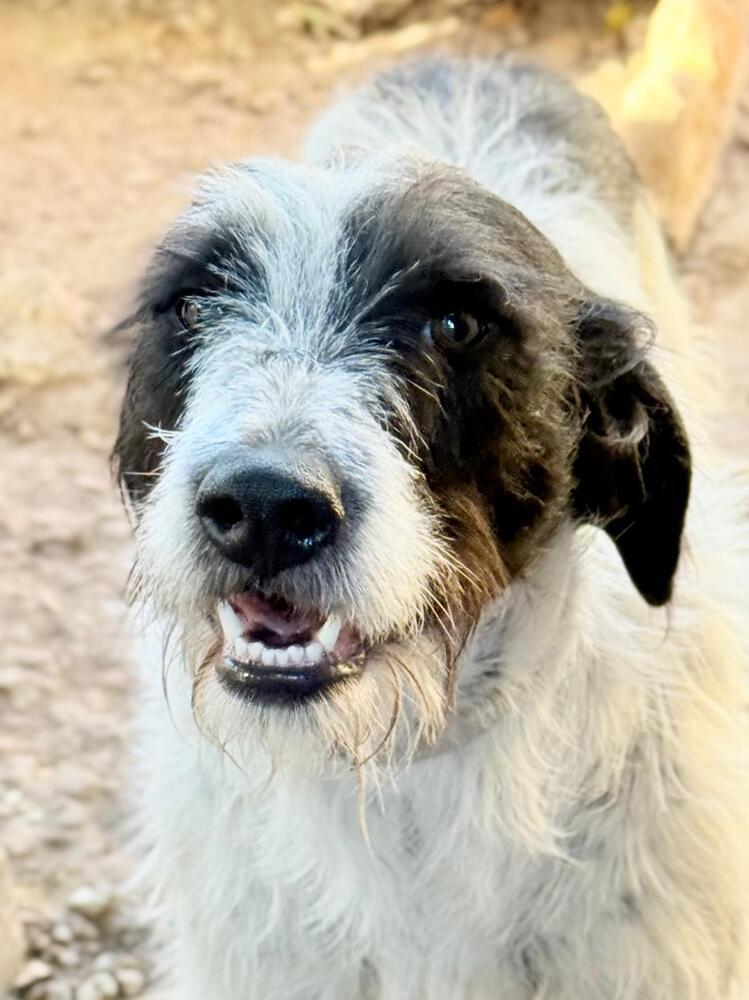 Enlarge Suki, a Adoptable mixed breed in New York, NY image 2/6