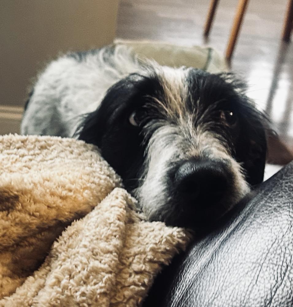 Enlarge Suki, a Adoptable mixed breed in New York, NY image 3/6