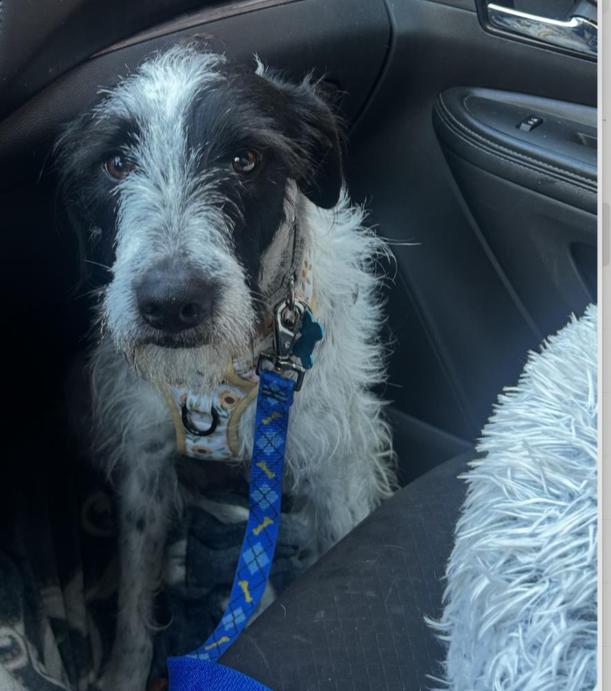 Enlarge Suki, a Adoptable mixed breed in New York, NY image 4/6