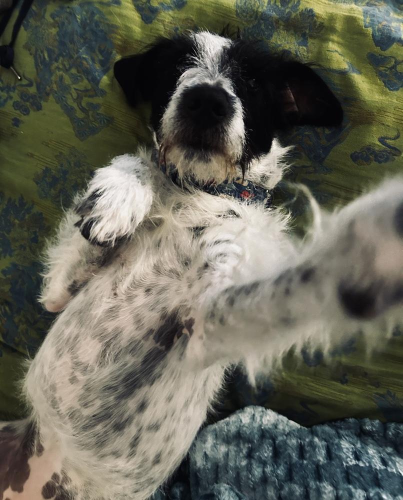 Enlarge Suki, a Adoptable mixed breed in New York, NY image 6/6