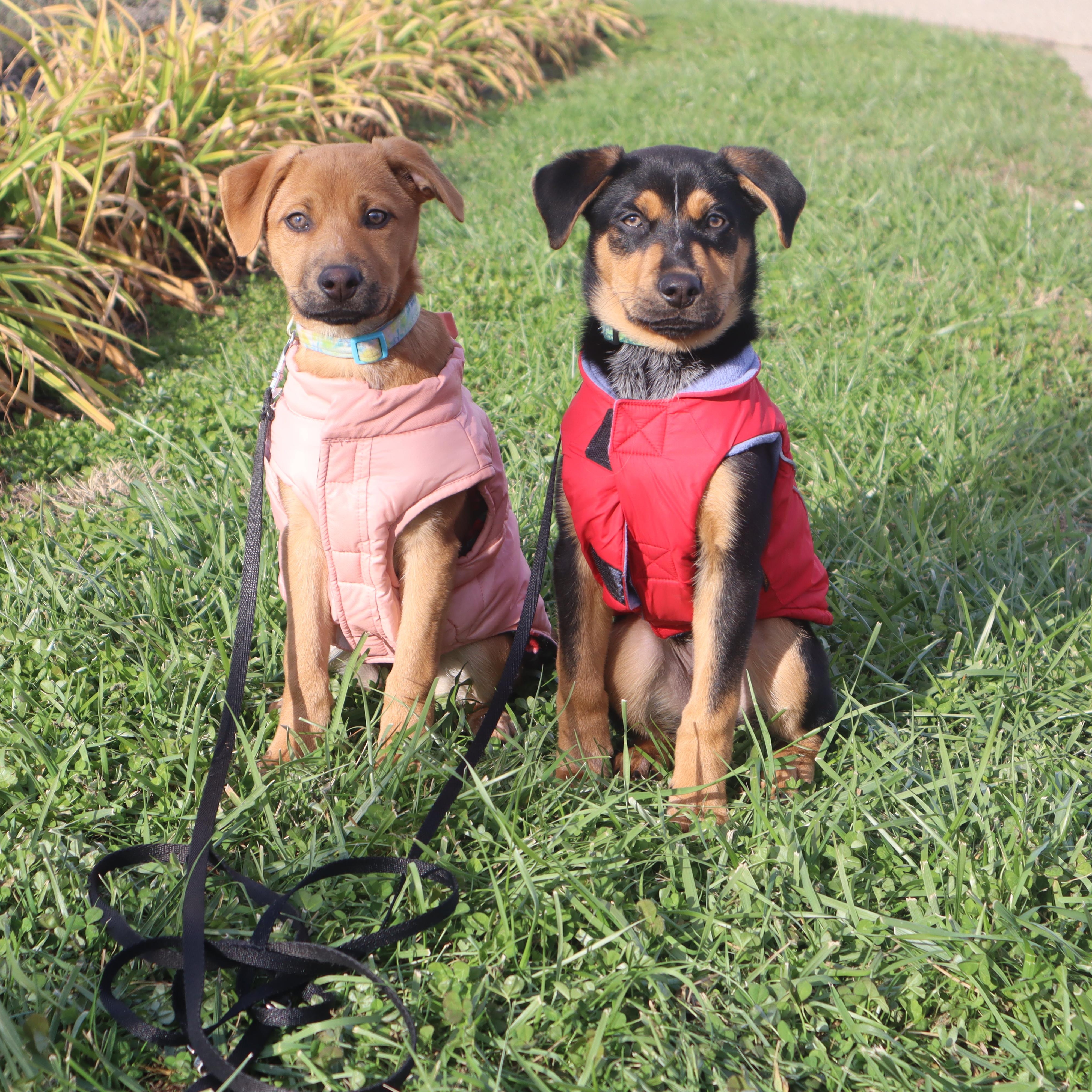 Jada, ADOPTABLE, Puppy Female Mixed Breed.