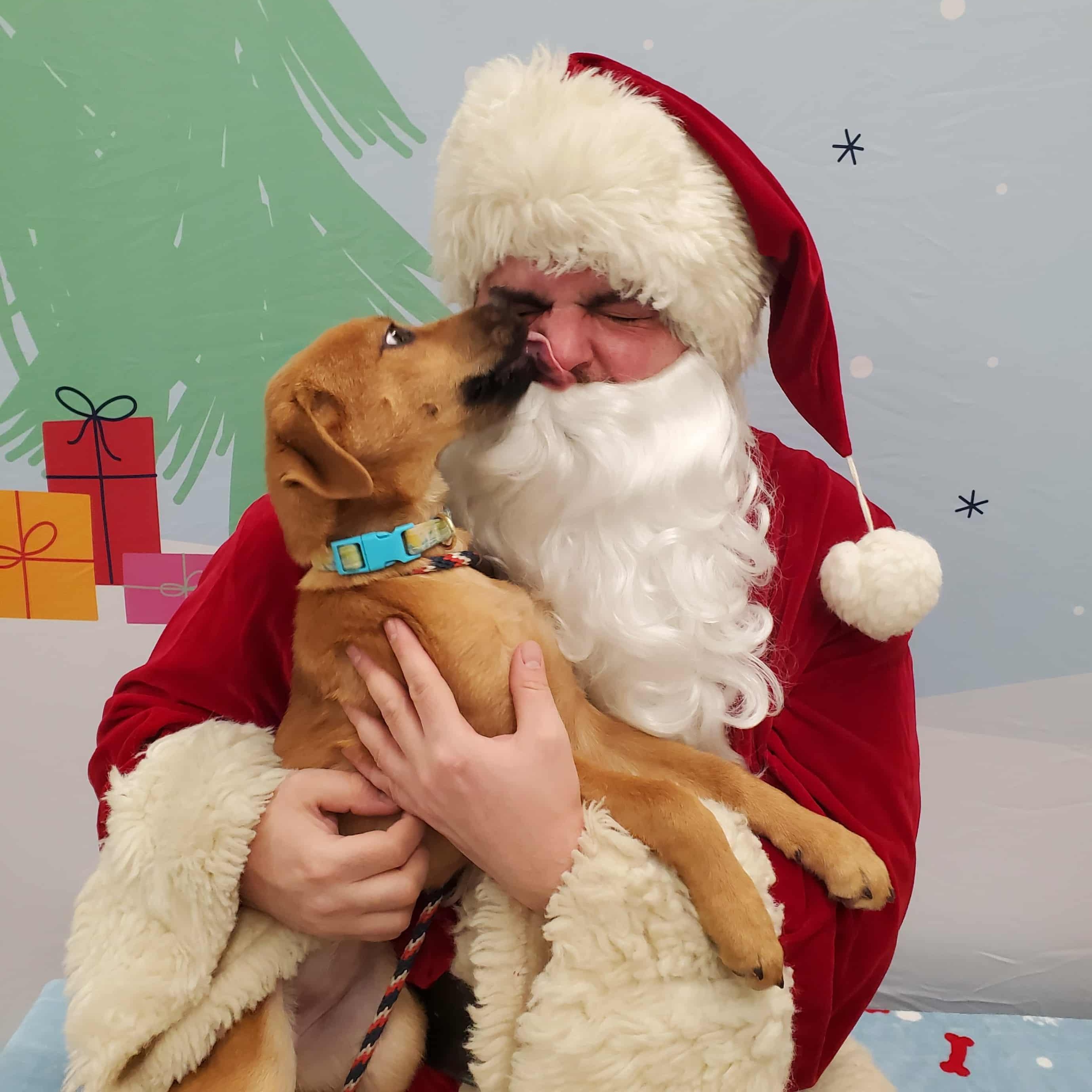 Enlarge Jada, a ADOPTABLE mixed breed in Goshen, KY image 2/4