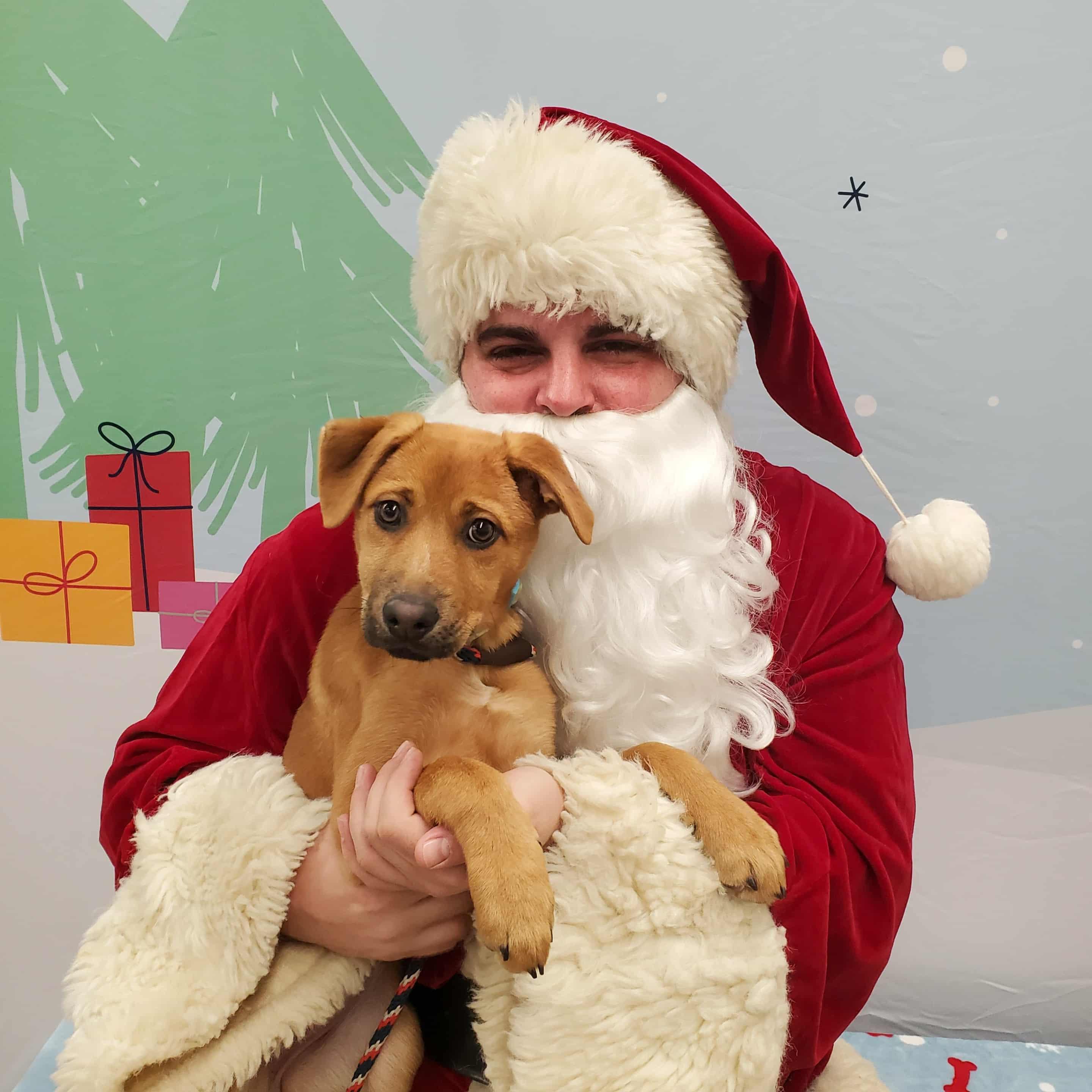 Enlarge Jada, a ADOPTABLE mixed breed in Goshen, KY image 4/4