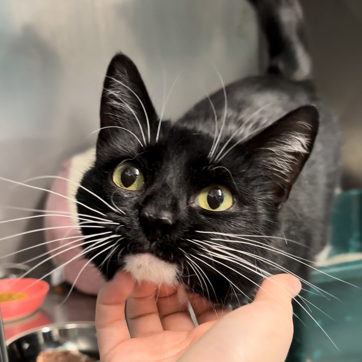 Maple, Adopted, Young Female Domestic Short Hair.