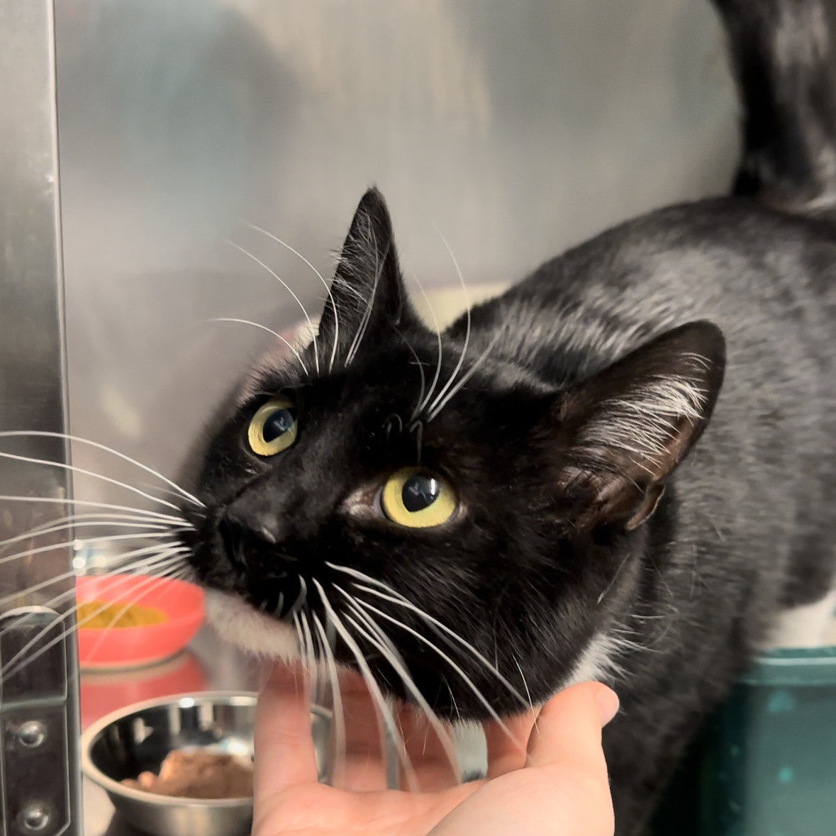 Enlarge Maple, a Adopted Domestic Short Hair in Indianapolis, IN image 2/4