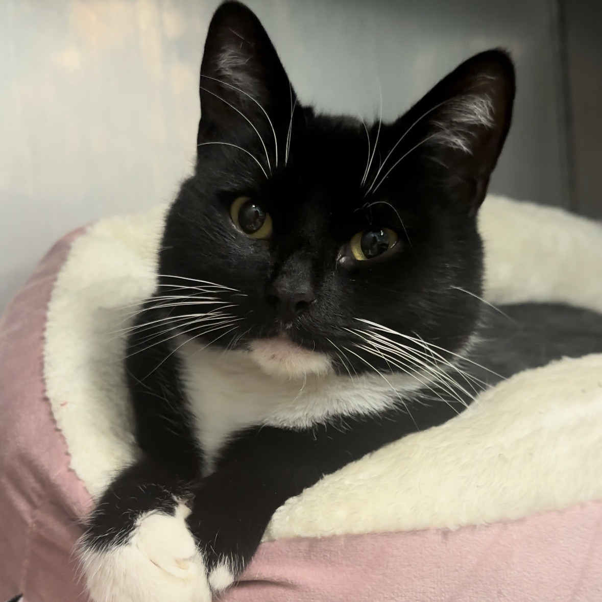 Enlarge Maple, a Adopted Domestic Short Hair in Indianapolis, IN image 3/4