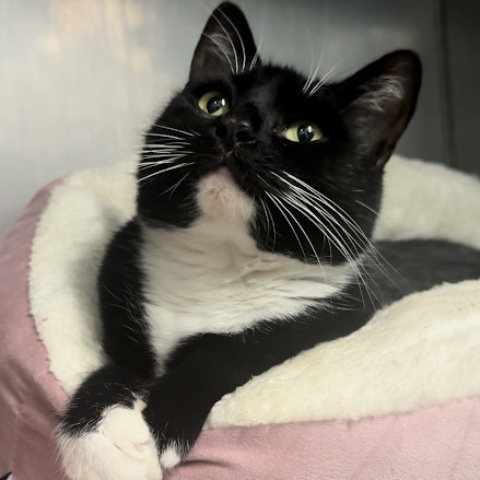 Enlarge Maple, a Adopted Domestic Short Hair in Indianapolis, IN image 4/4