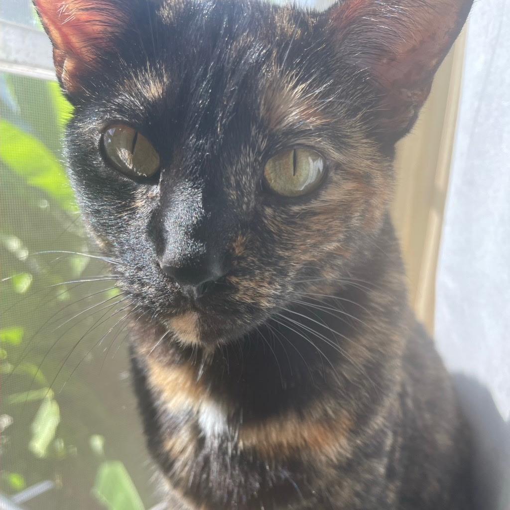 Enlarge Phoebe VIII 26-015, a Adoptable Domestic Short Hair in Little Rock, AR image 1/3