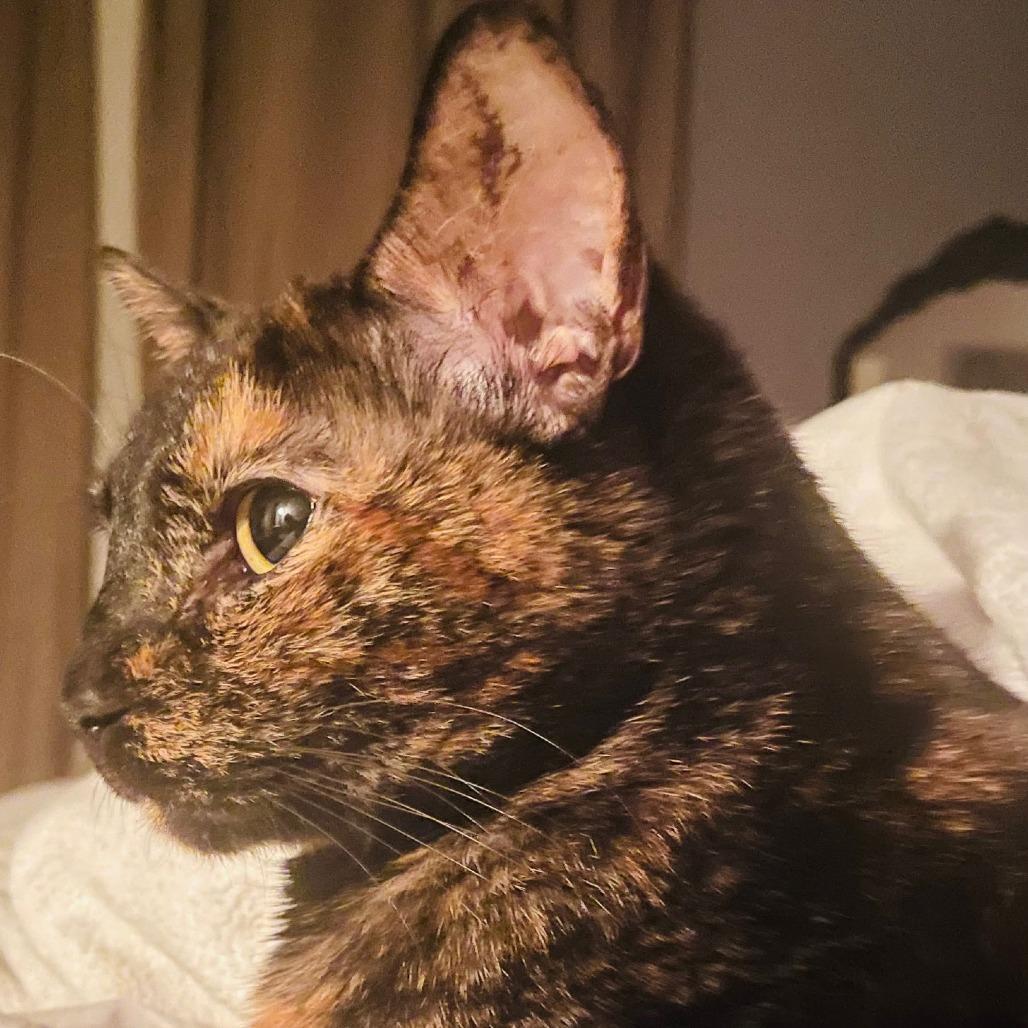 Enlarge Phoebe VIII 26-015, a Adoptable Domestic Short Hair in Little Rock, AR image 2/3