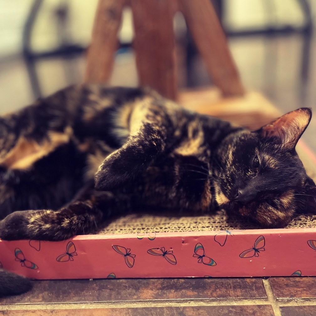 Enlarge Phoebe VIII 26-015, a Adoptable Domestic Short Hair in Little Rock, AR image 3/3