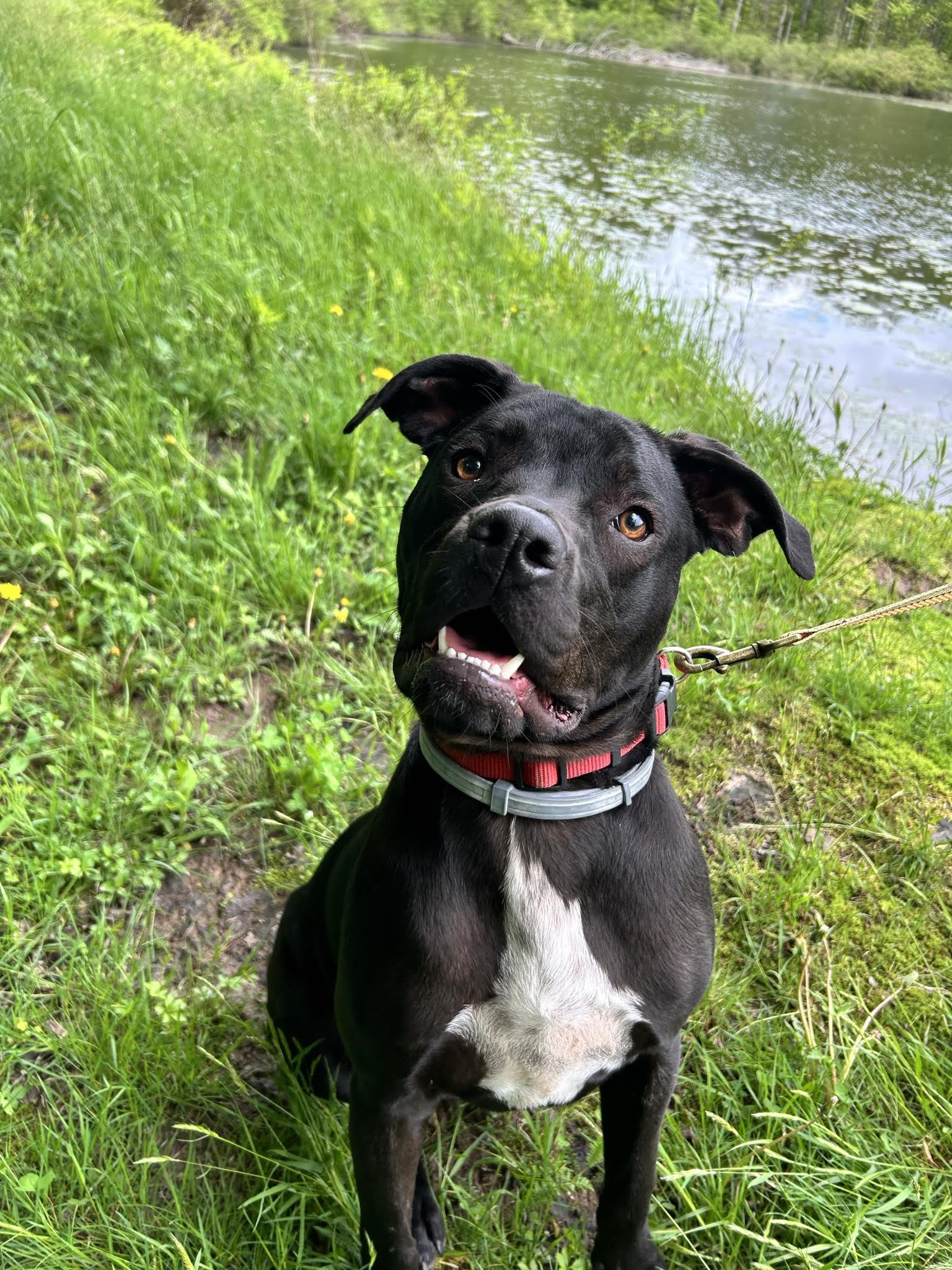 Dog for adoption Tucker, an American Staffordshire Terrier in Hop