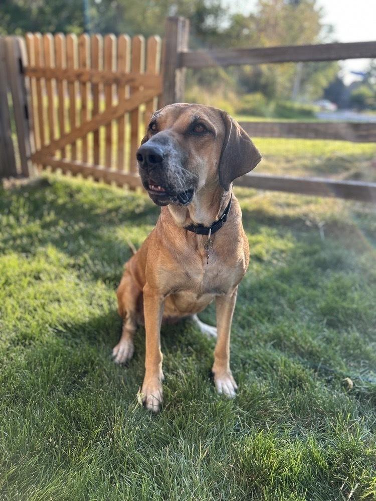 Persephone, Adoptable, Senior Female Hound.