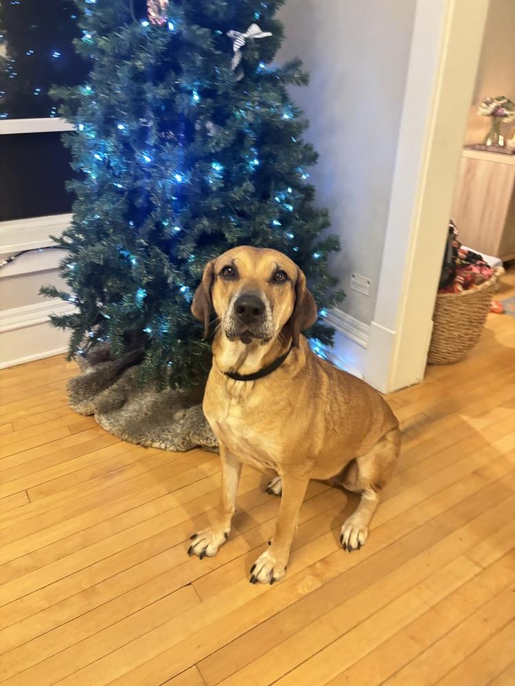 Persephone, Adoptable, Senior Female Hound.