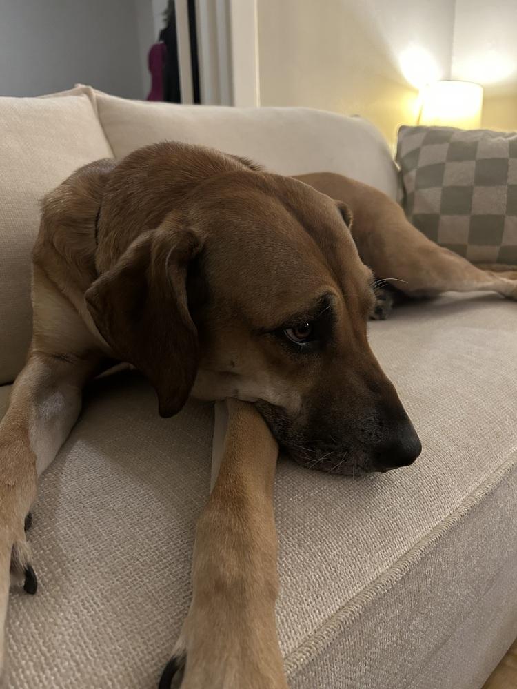 Enlarge Persephone, a Adoptable mixed breed in Denver, CO image 2/6