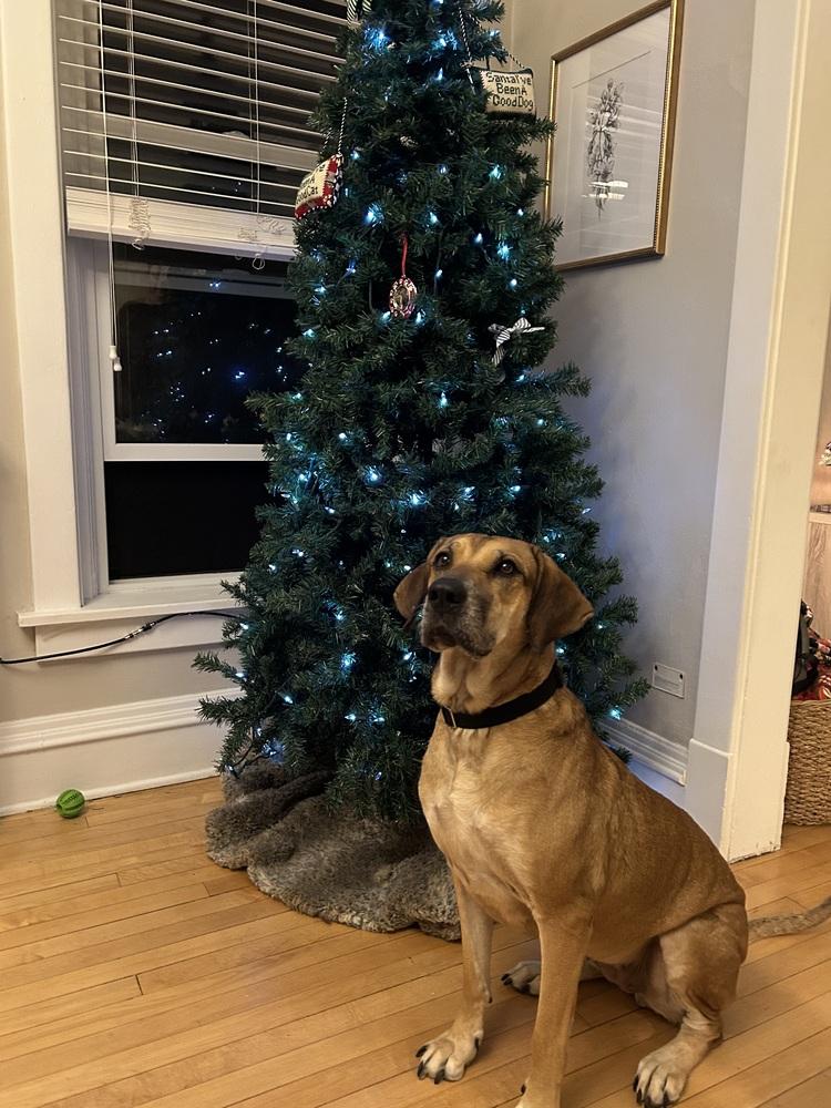 Enlarge Persephone, a Adoptable mixed breed in Denver, CO image 3/6