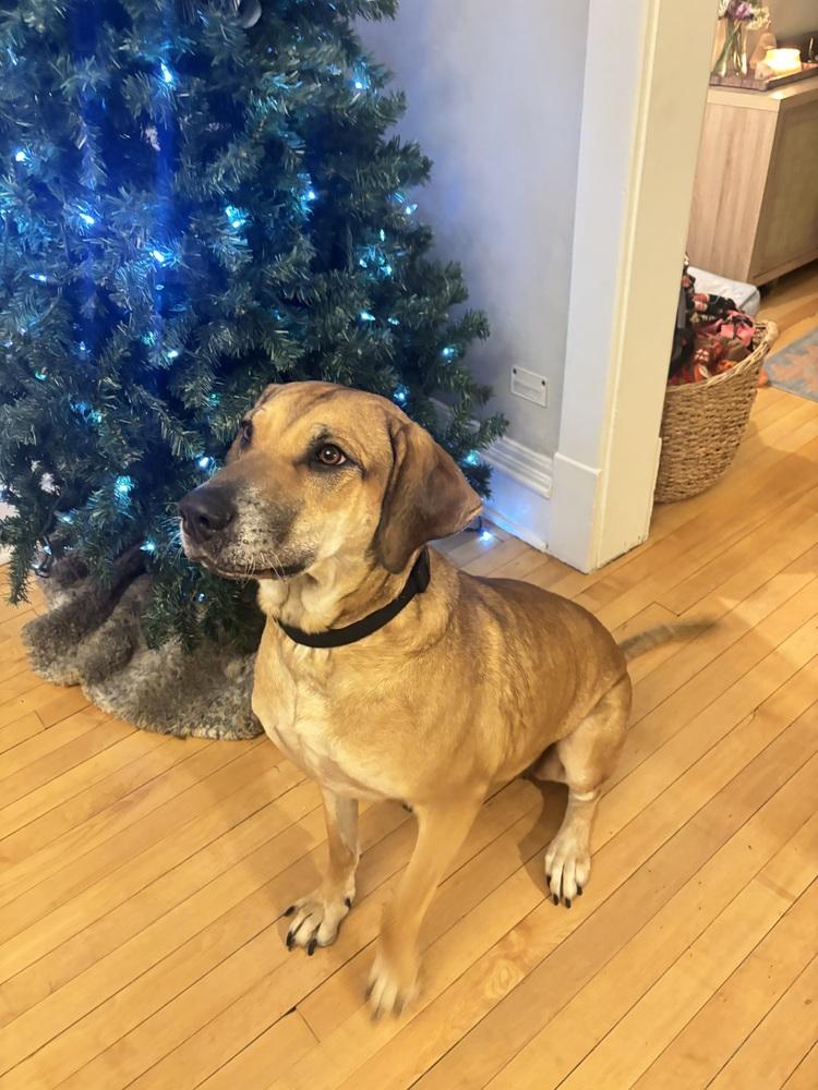 Enlarge Persephone, a Adoptable mixed breed in Denver, CO image 4/6